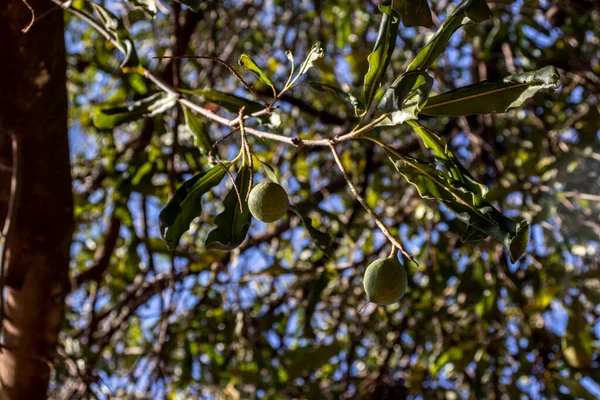 Καρύδια Macadamia Στο Αειθαλές Δέντρο Φυτεία Macadamia Στη Βραζιλία — Φωτογραφία Αρχείου