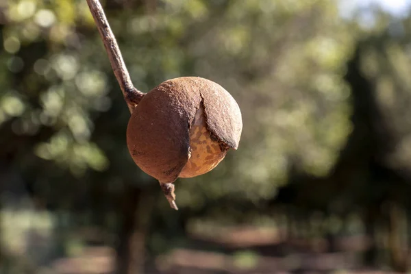 Nozes Macadâmia Árvore Perene Plantação Macadâmia Brasil — Fotografia de Stock