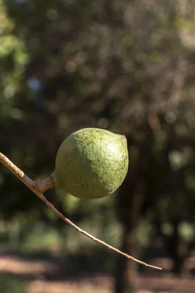 Καρύδια Macadamia Στο Αειθαλές Δέντρο Φυτεία Macadamia Στη Βραζιλία — Φωτογραφία Αρχείου