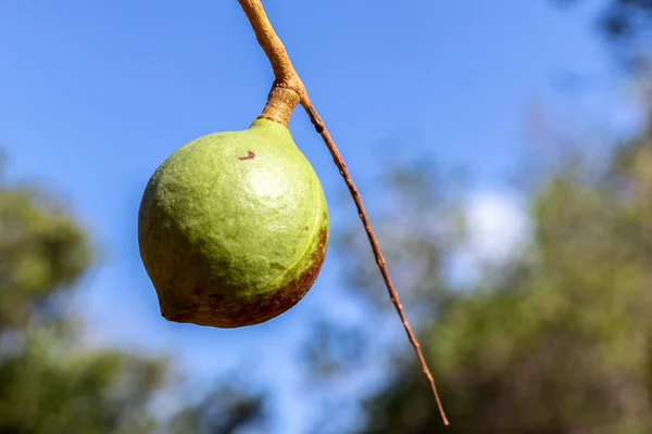 Nozes Macadâmia Árvore Perene Plantação Macadâmia Brasil — Fotografia de Stock