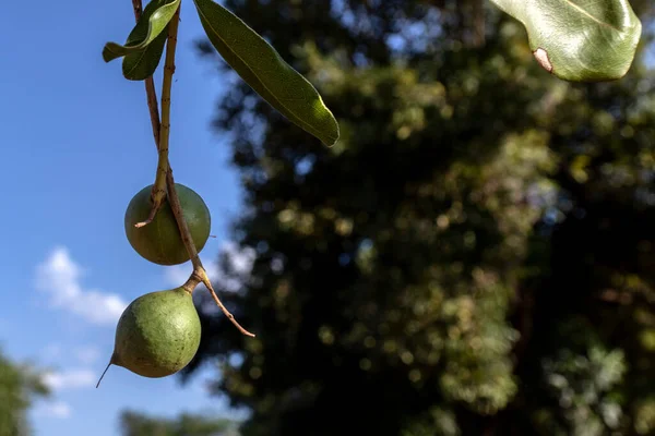 Nozes Macadâmia Árvore Perene Plantação Macadâmia Brasil — Fotografia de Stock