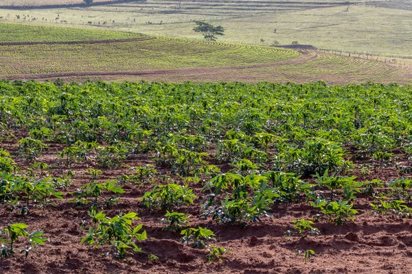 Manioc Manioc Sur Terrain Brazi — Photo