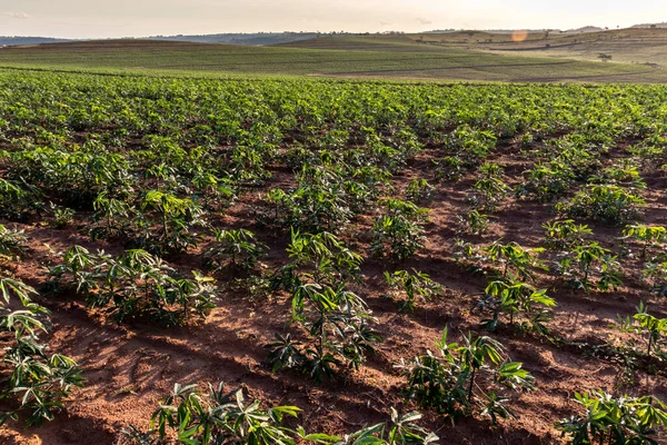 Impianto Manioca Manioca Sul Campo Brazi — Foto Stock