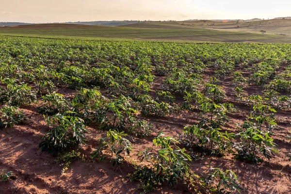 Impianto Manioca Manioca Sul Campo Brazi — Foto Stock