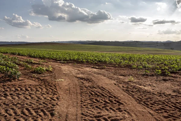 Impianto Manioca Manioca Sul Campo Brazi — Foto Stock