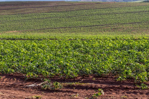 Impianto Manioca Manioca Sul Campo Brazi — Foto Stock