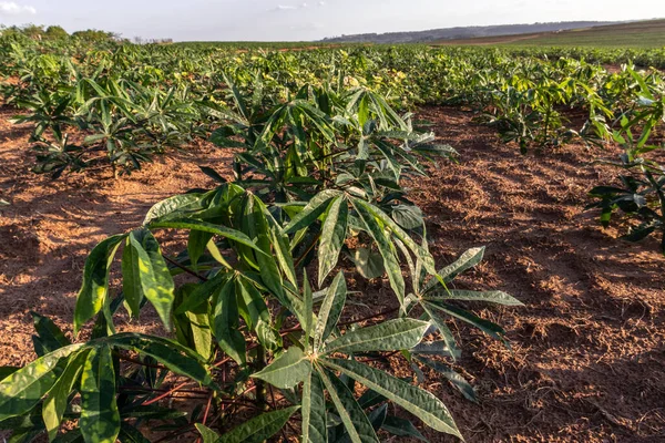 Impianto Manioca Manioca Sul Campo Brazi — Foto Stock