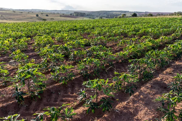 Impianto Manioca Manioca Sul Campo Brazi — Foto Stock