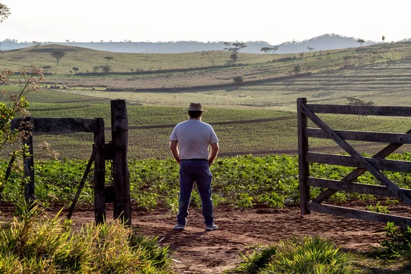 Farmer His Back Observes Cassava Field Wooden Gate Farm Brazil — Stock Photo, Image