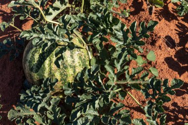 Brezilya 'da tarlada büyüyen karpuz