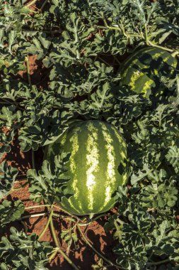 Brezilya 'da tarlada büyüyen karpuz