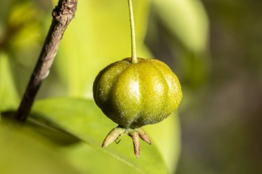 Brezilya 'daki meyve pitanga ağacının (Eugenia uniflora) seçici odağı