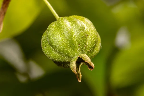 ブラジルのフルーツピタンガの木 Uegenia Uniflora の選択的焦点 — ストック写真