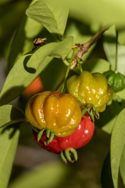 Selektywne Ukierunkowanie Drzewa Piangi Owocowej Eugenia Uniflora Brazylii — Zdjęcie stockowe