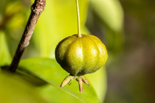 Foco Seletivo Fruteira Pitanga Eugenia Uniflora Brasil — Fotografia de Stock