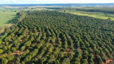 Brezilya 'da bir Macadamia fındık tarlası üzerinde hava manzarası