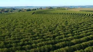 Brezilya 'daki yeşil kahve tarlasının havadan görünüşü