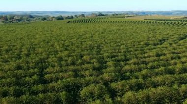 Brezilya 'daki yeşil kahve tarlasının havadan görünüşü