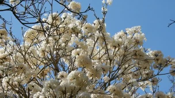 Floración Árboles Blancos Ipes Municipio Marilia — Vídeos de Stock