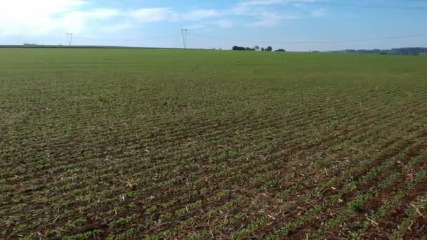 Aerial View Green Soybean Fiel Brazil — Stock Video