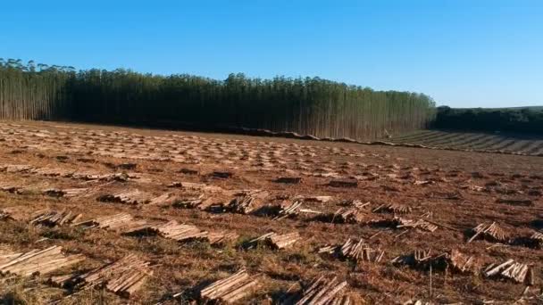 Widok Lotu Ptaka Plantację Drzew Eukaliptusowych Zbieranych Odłamki Drewna Brazylii — Wideo stockowe