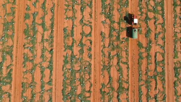 Фермер Розпилювачем Застосовує Захист Рослин Плантаціях Кавуна — стокове відео