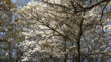Marilia belediyesinde seçici odaklı Ipes beyaz ağaç çiçek koruluğu