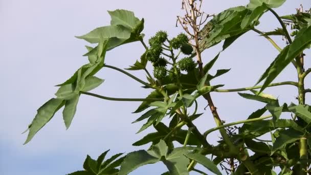 Zwenkbonen Plant Het Veld Brazilië — Stockvideo