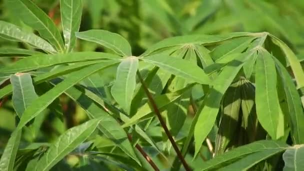 Detaliu Cassava Sau Manioc Teren Brazi — Videoclip de stoc