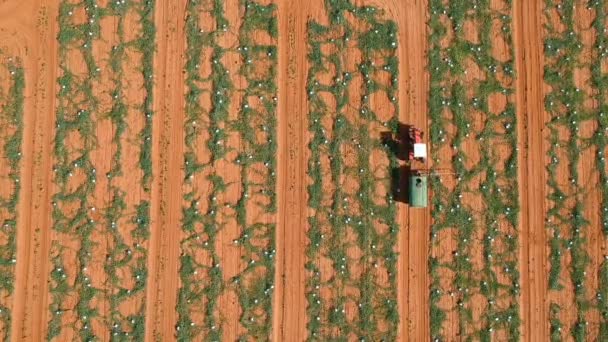 Фермер Розпилювачем Застосовує Захист Врожаю Плантації Кавунів Бразилії — стокове відео