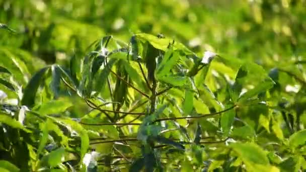 Détail Plante Manioc Manioc Sur Terrain Brésil — Video