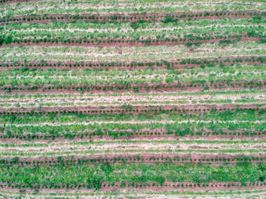 Damlama sisteminde sulanan kahve fidanlarının havadan görünüşü