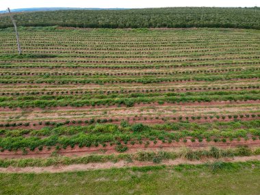 Damlama sisteminde sulanan kahve fidanlarının havadan görünüşü