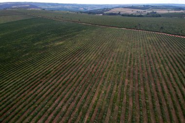 Damlama sisteminde sulanan kahve fidanlarının havadan görünüşü