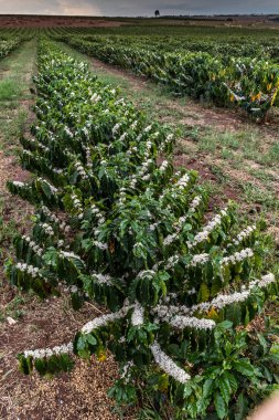 Yağmurlu bir günde Brezilya 'da seçici bir odak ile beyaz renkli çiçeklerle kahve ağacı çiçek açar.