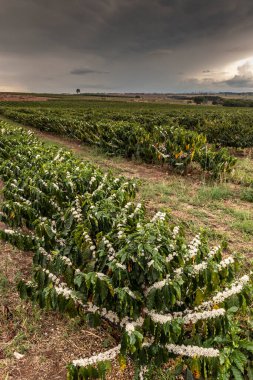 Yağmurlu bir günde Brezilya 'da seçici bir odak ile beyaz renkli çiçeklerle kahve ağacı çiçek açar.