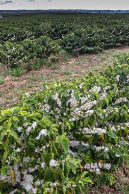 Yağmurlu bir günde Brezilya 'da seçici bir odak ile beyaz renkli çiçeklerle kahve ağacı çiçek açar.