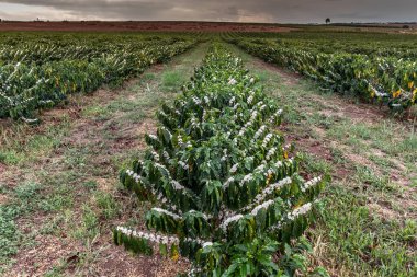 Yağmurlu bir günde Brezilya 'da seçici bir odak ile beyaz renkli çiçeklerle kahve ağacı çiçek açar.