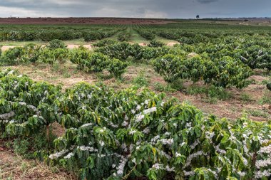 Yağmurlu bir günde Brezilya 'da seçici bir odak ile beyaz renkli çiçeklerle kahve ağacı çiçek açar.
