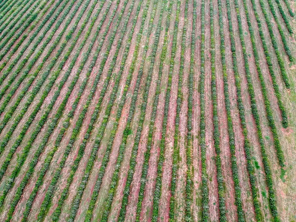 点滴システムで灌漑されているコーヒー苗の空中ビュー — ストック写真