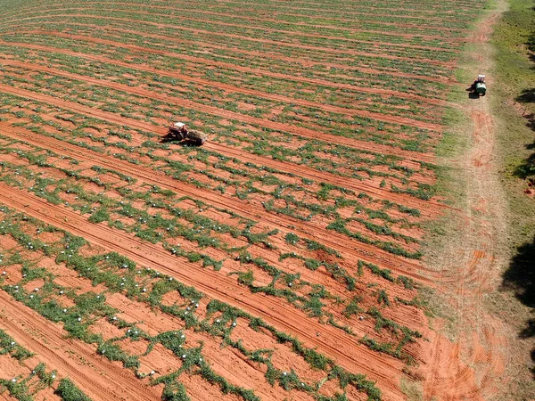 Aerial View Watermelon Growing Harvest Tractor Wagon Field Brazil — Stock Photo, Image