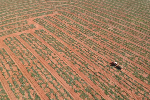 브라질의 밭에서 마차를 수박을 재배하고 수확하는 트랙터를 공중에서 — 스톡 사진