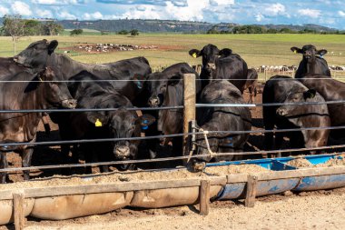 Angus sığırları Brezilya 'da hapsedildi