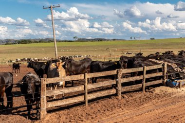 Angus sığırları Brezilya 'da hapsedildi