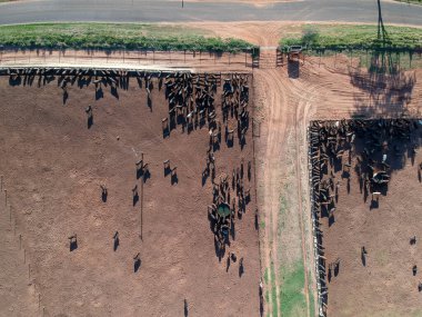 Brezilya 'da hapsedilmiş Angus sığırlarının havadan görünüşü