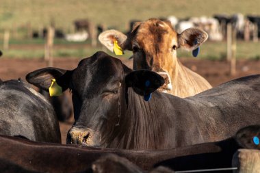 Angus sığırları Brezilya 'da hapsedildi