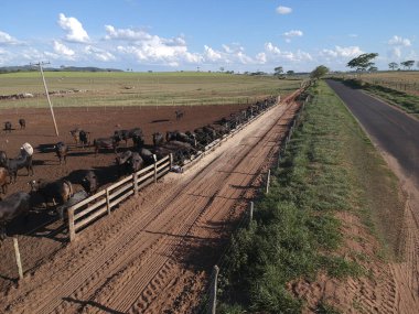 Brezilya 'da hapsedilmiş Angus sığırlarının havadan görünüşü