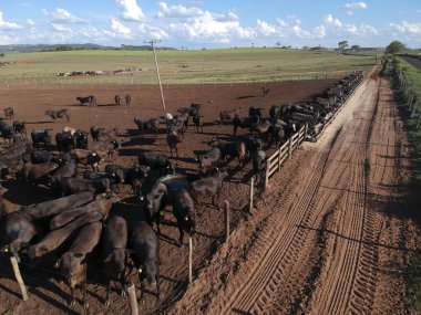 Aerial view of angus cattle on confinement in Brazil clipart