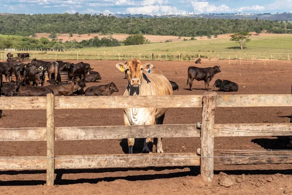 Ganado Angus Confinamiento Brasil —  Fotos de Stock