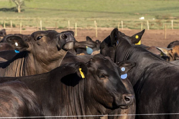 angus cattle on confinement in Brazil